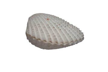 Lima vulgaris (85 mm) - Grote vijlclam - Compleet passend, Verzamelen, Nieuw