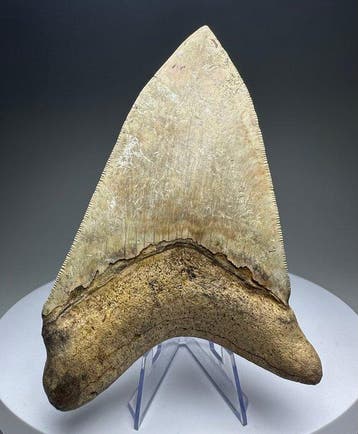Mégalodon - Dent fossile - 12.5 cm - 8.5 cm, Verzamelen