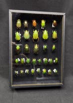 World Beetles so metallic colored Collection (39x26 cm) -