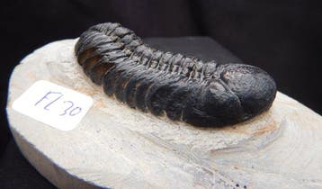 Fossiles - Animal fossilisé - Phacops - 6.5 cm