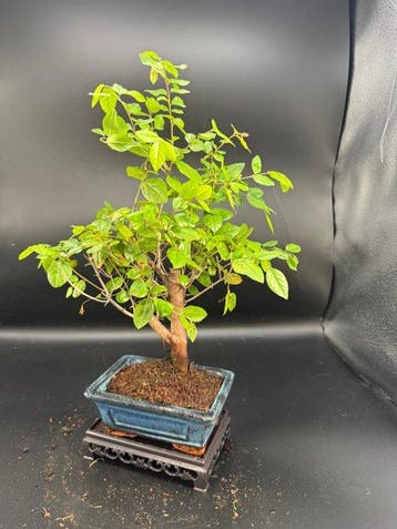 Bonsaï Arbre à Prune (Sageretia theezans) - Hauteur (arbre)