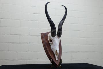 Springbok Crâne - Antidorcas marsupialis - 0 cm - 0 cm - 0, Nieuw