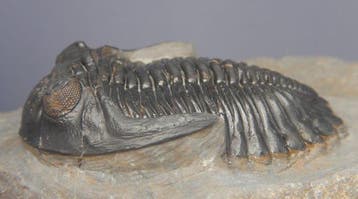 Trilobiet - Fossiel skelet - Hollardops mesocristata - 6 cm