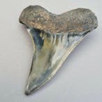 Dents de requin fossiles fines et dentelées - Dent fossile -