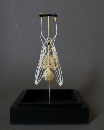 Vleermuis Taxidermie volledige montage - Cynopterus sphinx -, Antiek en Kunst