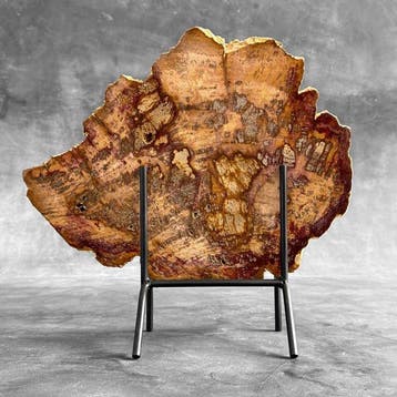 Prachtige plak van zeldzaam rood versteend hout op een op