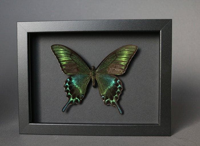 Vlinder Taxidermie volledige montage - Papilio maackii (, Antiek en Kunst, Curiosa en Brocante