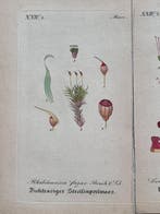 Diedrich Franz Leonhard von Schlechtendal (1794 / 1866) -