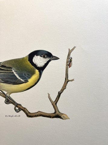 Von Wright brothers & Bror Halberg - Great tit lithographic