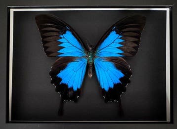 Vlinder Taxidermie volledige montage - Papilio Ulysses - 15