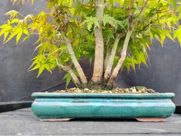 Japanese maple bonsai (Acer palmatum) - Hauteur (arbre) : 30
