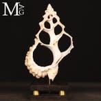 Fragment van de Natuur Vervormd tot Organisch Beeldhouwwerk, Verzamelen, Mineralen en Fossielen