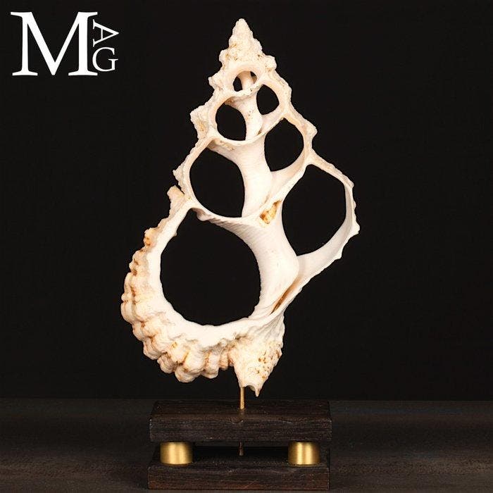 Fragment van de Natuur Vervormd tot Organisch Beeldhouwwerk, Verzamelen, Mineralen en Fossielen