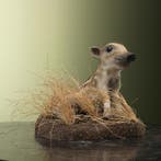 Wild Zwijn Jong Frisling Taxidermie Opgezette Dieren By Max, Ophalen of Verzenden, Opgezet dier