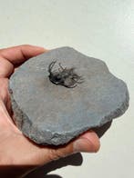 Trilobiet - Gefossiliseerd dier - Ceratarges - 12 cm