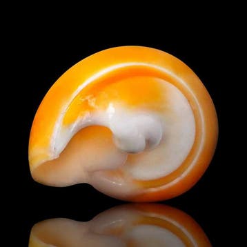 Eburna Lienardii - feloranje schelp - Hoogte: 35 mm -, Nieuw