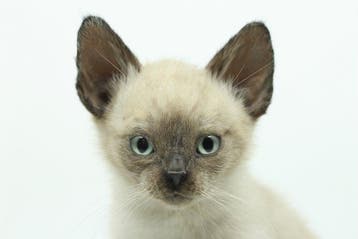 Chat Support de corps entier pour taxidermie - Felis catus -