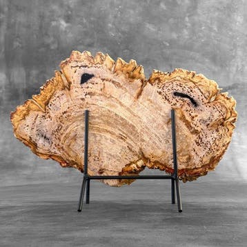 C - Tranche spectaculaire de bois pétrifié sur un socle