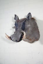 Large African Warthog Schedel - Phacochoerus africanus - 54, Nieuw