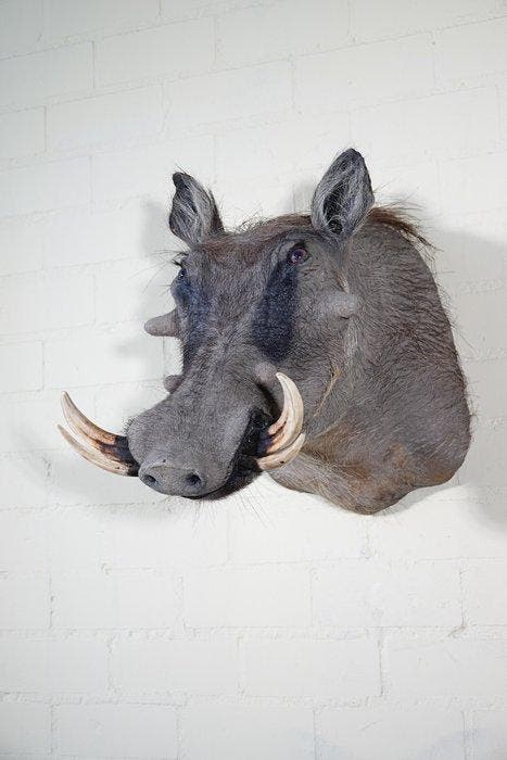 Large African Warthog Schedel - Phacochoerus africanus - 54, Verzamelen, Dierenverzamelingen