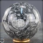 Zeldzame natuurlijke orthoceras-bal – Fossile elegantie in