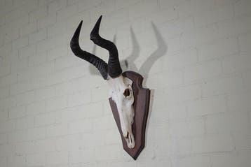 Hartebeest skull Schedel - Alcelaphus buselaphus - 42 cm -, Nieuw