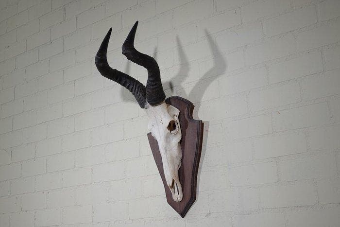 Hartebeest skull Schedel - Alcelaphus buselaphus - 42 cm -, Verzamelen, Dierenverzamelingen