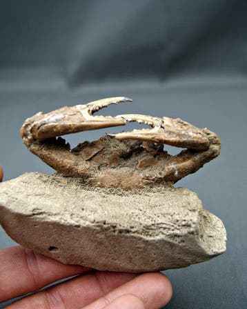 Stekelkrab - Fossiel skelet - Charybdis lucifer, Verzamelen