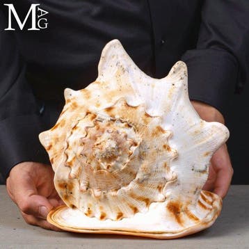 Qualité supérieure - Coquille de mer géante - 286 mm, Nieuw