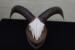 Mouflon Schedel - Ovis a musimon - 18 cm - 33 cm - 48 cm-, Verzamelen, Dierenverzamelingen, Nieuw