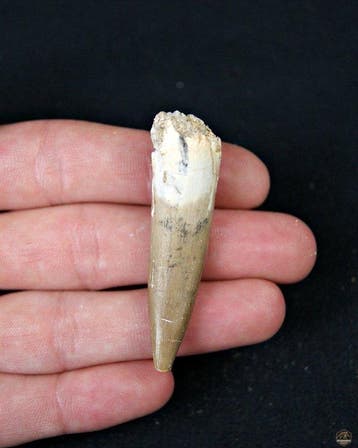 Reptile marin - Dent fossile - Plesiosaurus sp. (Sans prix