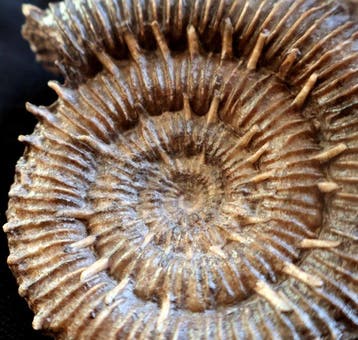 Porpoceras op gangue - Gefossiliseerde schelp - Porpoceras