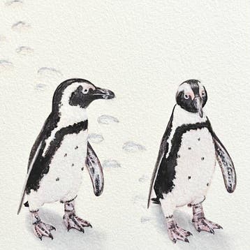 AniB. - Follow the PENGUINS