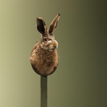 Haas Taxidermie Opgezette Dieren By Max, Ophalen of Verzenden, Nieuw, Wild dier, Opgezet dier