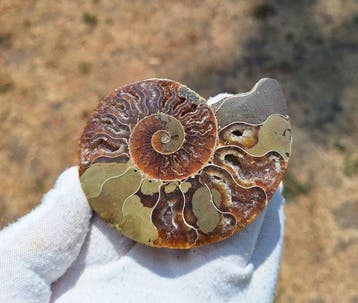 Douvilleiceras en Cleoniceras - Gefossiliseerd dier (Zonder, Verzamelen
