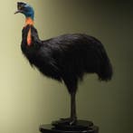 Oranjehalskasuaris Taxidermie Opgezette Dieren By Max, Ophalen of Verzenden, Nieuw, Vogel, Opgezet dier