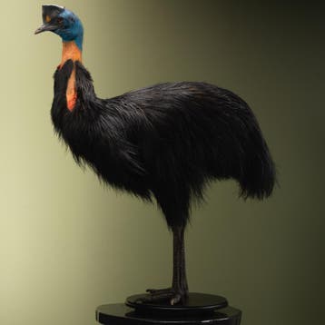 Oranjehalskasuaris Taxidermie Opgezette Dieren By Max, Verzamelen, Ophalen of Verzenden, Nieuw, Vogel, Opgezet dier