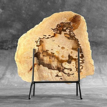 C- Prachtige grote plak versteend hout op een maatwerk