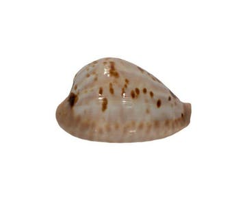 Muracypraea mus (Cypraea mus) – 38 mm – Parfaite qualité GEM, Nieuw