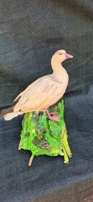 Ross gans met Grenouille Rousse - Taxidermie wandmontage -