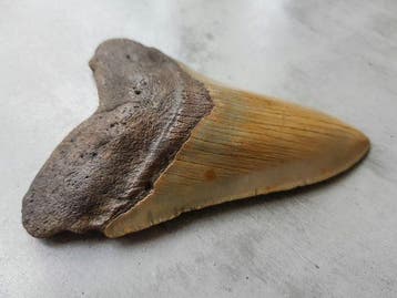 Megalodon - Fossiele tand - 12 cm - 8 cm
