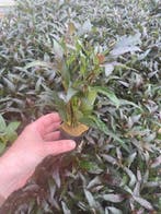 Hygrophila Angustifolia Rubra (Aquariumplanten), Verzenden, Nieuw, Plant(en), Steen of Hout