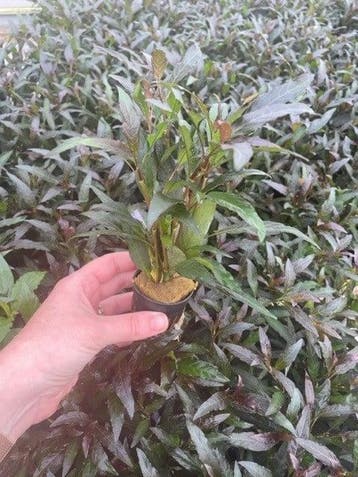 Hygrophila Angustifolia Rubra (Aquariumplanten), Verzenden, Plant(en), Steen of Hout