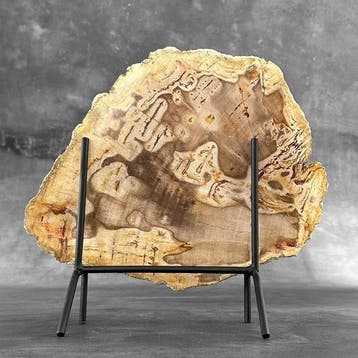 Magnifique tranche de bois pétrifié sur un socle