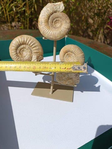 Ammoniet - Fossiele matrix - 7 cm - 10 cm