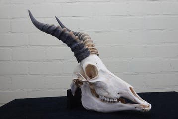 Blesbok Schedel - Damaliscus pygargus phillipsi - 0 cm - 0, Verzamelen, Nieuw