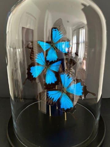 Papillon Support de corps entier pour taxidermie - Papilio