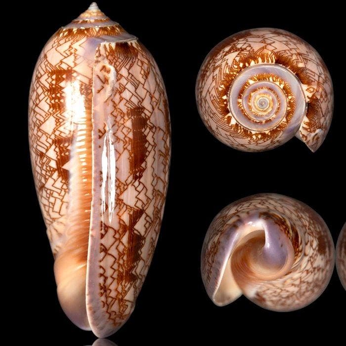 Verzamelbaar specimen - mariene schelp uit Mexico -, Antiek en Kunst, Curiosa en Brocante