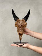 GEEN MINIMUMPRIJS - Bruine geiten schedel met standaard -, Antiek en Kunst