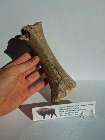 Fossiel bot - Bison Priscus - 20 cm (Zonder minimumprijs)